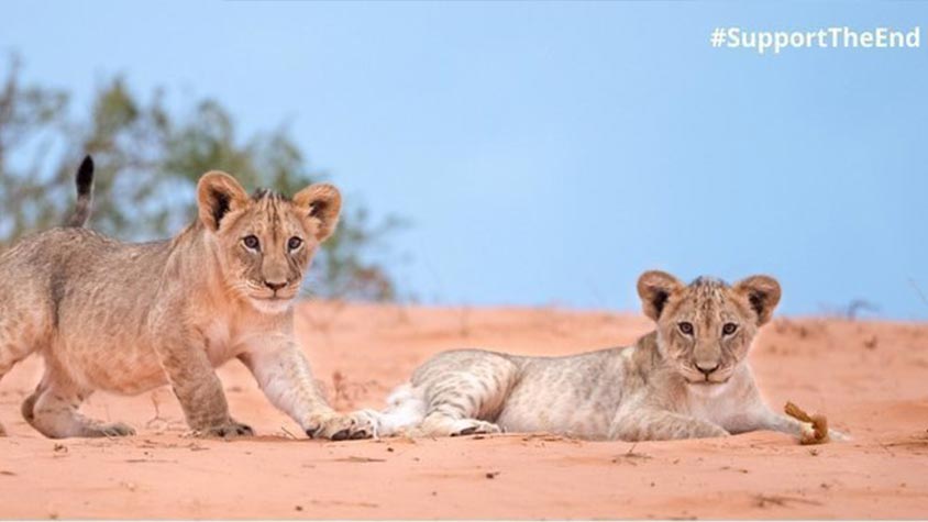SIGN! URGE SOUTH AFRICAN GOVERNMENT TO FINALISE CONSERVATION POLICY TO SAFEGUARD THEIR WILDLIFE