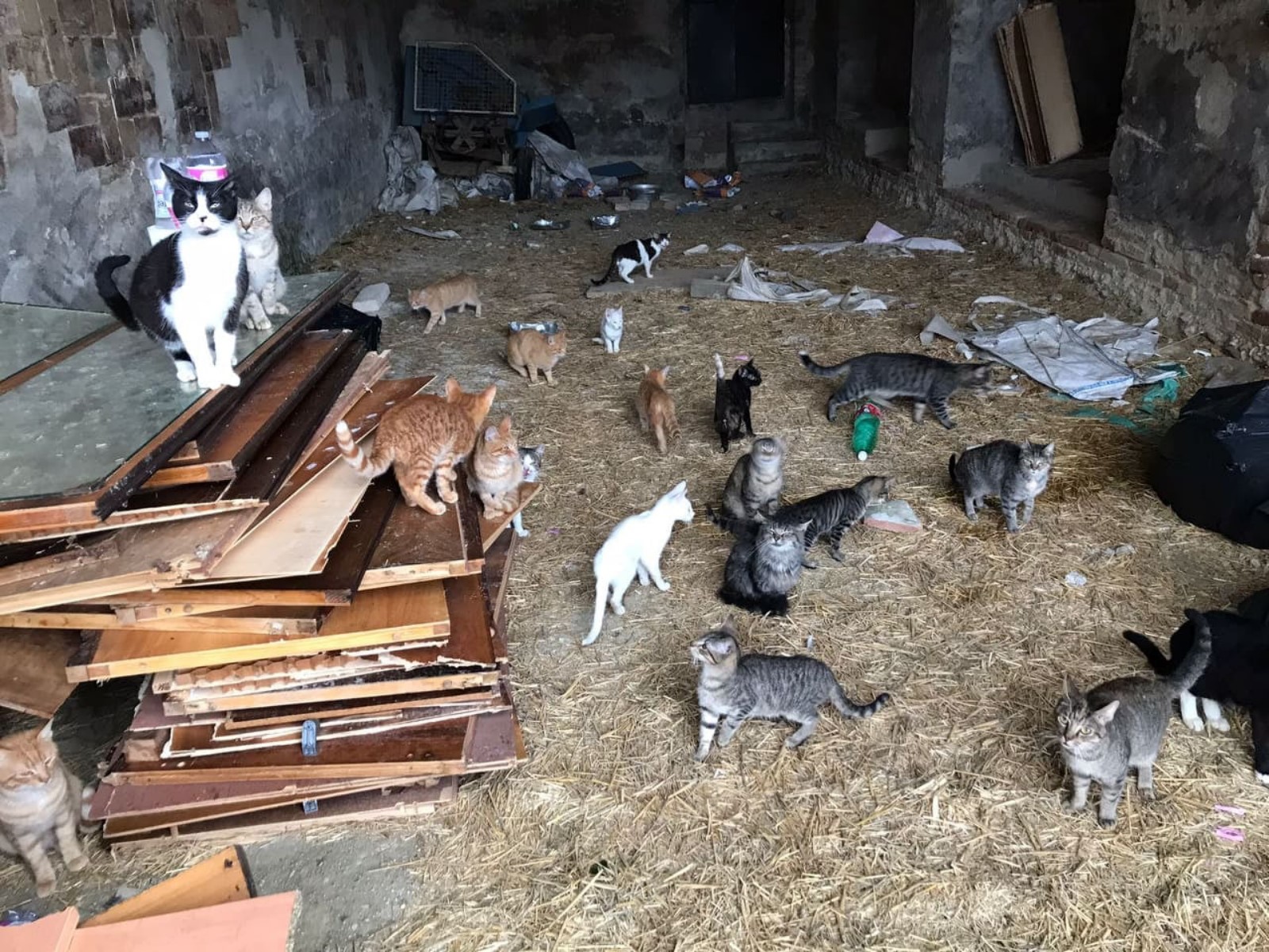 ANOTHER CASE OF ANIMAL HOARDING IN ITALY. 26 CATS ABANDONED IN A COUNTRY  COTTAGE AND OTHER 7 SEGREGATED IN A ROOM FULL OF EXCREMENT AND WASTE. NOW  THEY ARE SAVE! | OIPA
