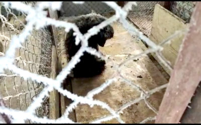 THE TERRIFYING LIFE OF STRAYS IN KAZAKHSTAN. ANIMALS ARE CRUELLY ABUSED AND SLAUGHTERED EVERY DAY