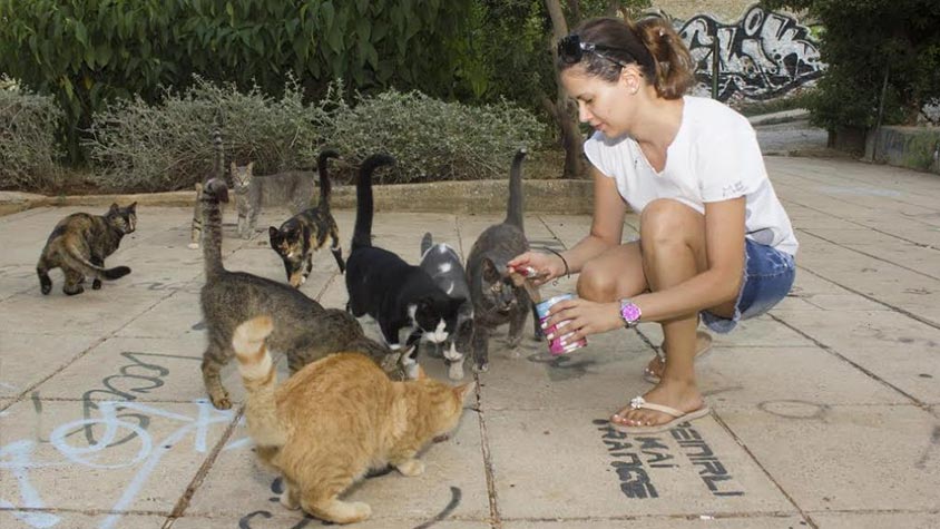 A BETTER QUALITY OF LIFE FOR ATHENS STREET CATS THROUGH FEEDING PROGRAMME, CARE AND PROTECTION GRANTED BY NINE LIVES GREECE’S VOLUNTEERS