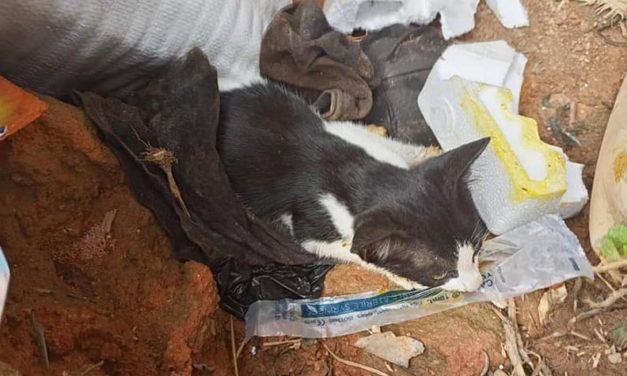 SUCCESSFUL RESCUE MISSION FOR OIPA CAMEROON TO SAVE THE LIFE OF A POISONED KITTEN