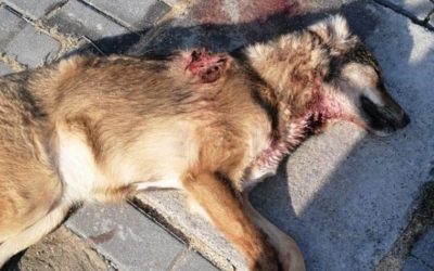 ANOTHER SHOT ANOTHER DEATH: KILLING OF STRAYS DOESN’T STOP IN AZERBAIJAN