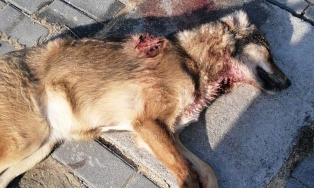 ANOTHER SHOT ANOTHER DEATH: KILLING OF STRAYS DOESN’T STOP IN AZERBAIJAN