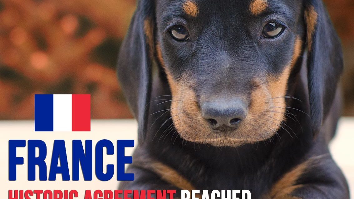 A VICTORY FOR FRANCE! HISTORIC AGREEMENT ON A BILL TO FIGHT AGAINST ANIMAL ABUSE