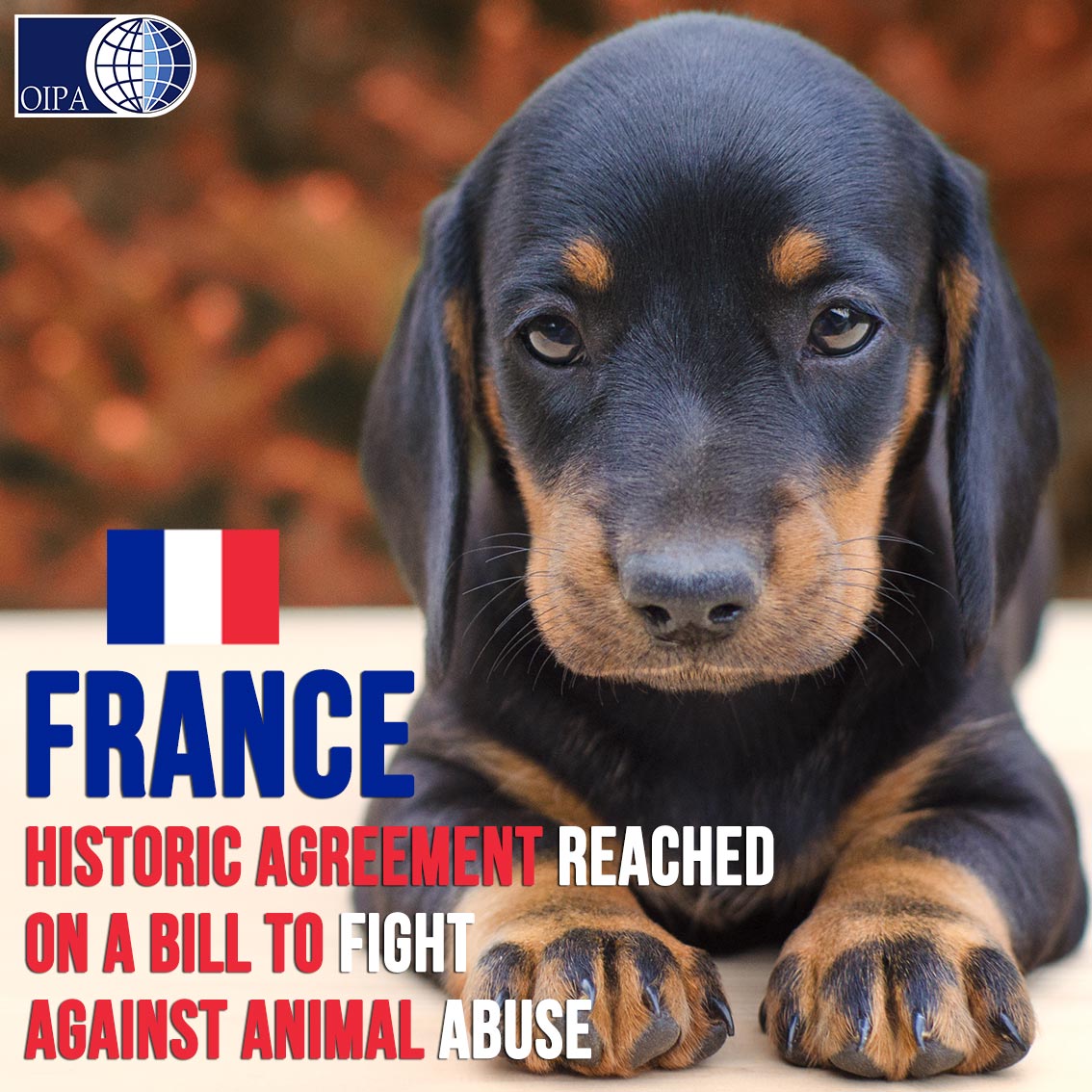 A VICTORY FOR FRANCE! HISTORIC AGREEMENT ON A BILL TO FIGHT AGAINST ANIMAL  ABUSE | OIPA