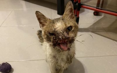 THE DISFIGURED MUZZLE OF LUCE, KITTEN AFFECTED BY A SQUAMOUS CELL CARCINOMA. HELP OIPA ITALY GIVE HER A HOPE