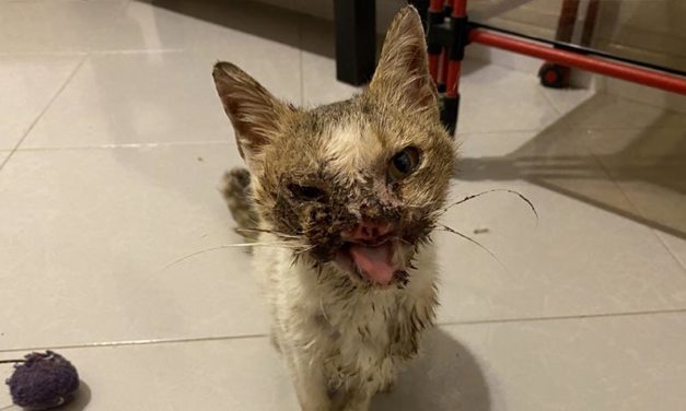 THE DISFIGURED MUZZLE OF LUCE, KITTEN AFFECTED BY A SQUAMOUS CELL CARCINOMA. HELP OIPA ITALY GIVE HER A HOPE