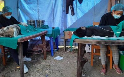 OIPA NEPAL – NAWRC KEEPS ON NEUTERING AND VACCINATING PETS AND STRAY DOGS IN MANY NEPALESE DISTRICTS