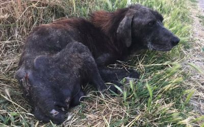 NERONE, A SENIOR HUNTING DOG, ABANDONED SICK ON A STREET OF ALBANIA WHEN NO MORE USEFUL TO HIS OWNER