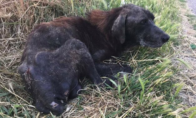 NERONE, A SENIOR HUNTING DOG, ABANDONED SICK ON A STREET OF ALBANIA WHEN NO MORE USEFUL TO HIS OWNER