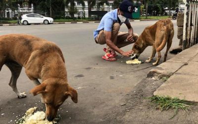 THE HEARTBREAKING REALITY OF STRAY ANIMALS IN SRI LANKA. OUR DELEGATION IS READY TO START A CAMPAIGN TO HELP STREET DOGS AND CATS. YOUR SUPPORT IS NECESSARY