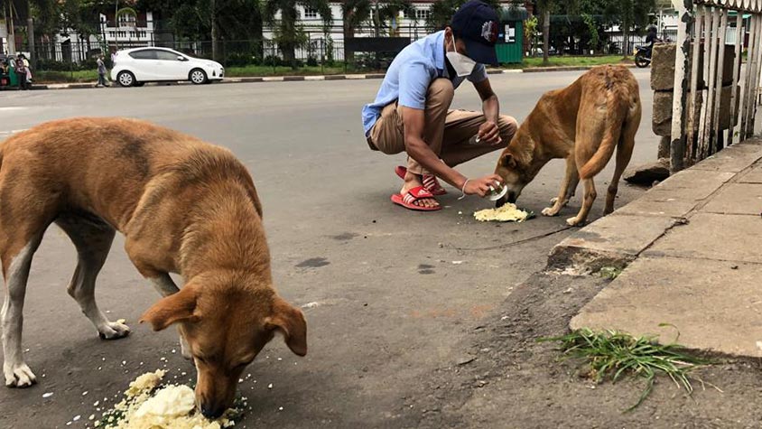 THE HEARTBREAKING REALITY OF STRAY ANIMALS IN SRI LANKA. OUR DELEGATION IS  READY TO START A CAMPAIGN TO HELP STREET DOGS AND CATS. YOUR SUPPORT IS  NECESSARY | OIPA