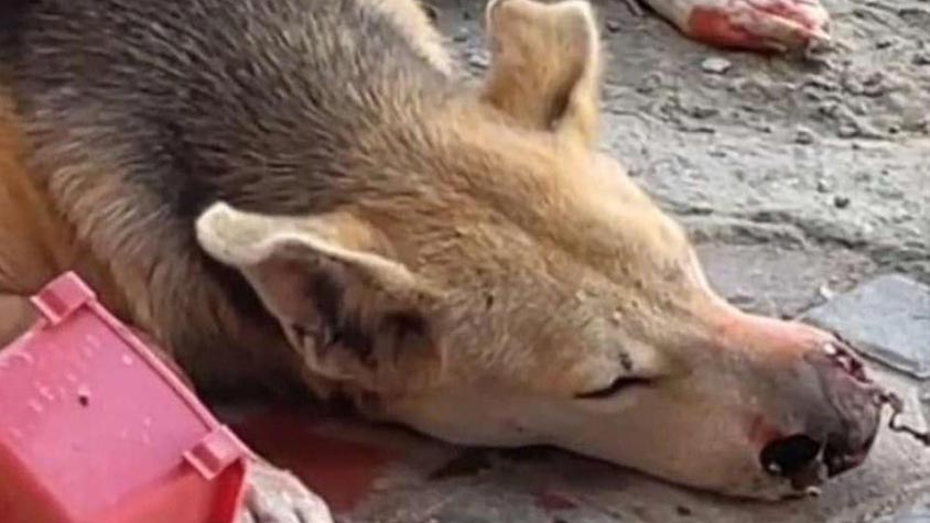 THE LIFE OF HOMELESS ANIMALS IN UAE. ANOTHER CASE OF BRUTAL CRUELTY