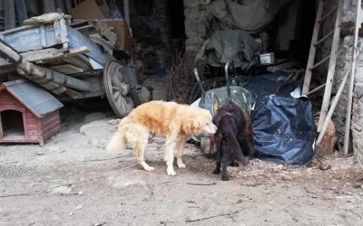 TWO ELDERLY DOGS KEPT ON A CHAIN AND SEVERELY NEGLECTED HAVE BEEN SEIZED BY OIPA ITALY’S ANIMAL CONTROL OFFICERS