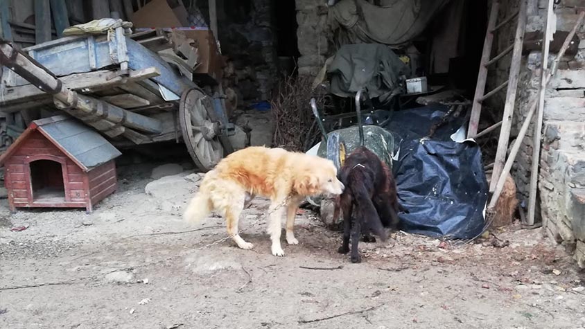 TWO ELDERLY DOGS KEPT ON A CHAIN AND SEVERELY NEGLECTED HAVE BEEN SEIZED BY OIPA ITALY’S ANIMAL CONTROL OFFICERS