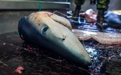 SHARK FISHING IN EUROPE AND THE CRUEL PRACTISE OF FINNING