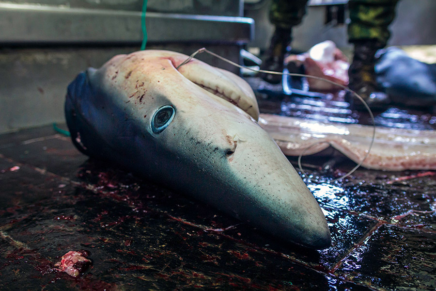 SHARK FISHING IN EUROPE AND THE CRUEL PRACTISE OF FINNING