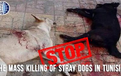 TUNISIAN AUTHORITIES CARRY OUT A BRUTAL CAMPAIGN TO KILL STRAY DOGS. OIPA SIGNS A JOINT LETTER ADDRESSED TO THE TUNISIAN PRESIDENT