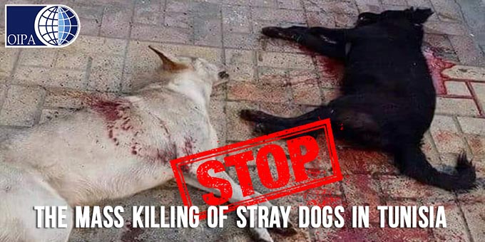 TUNISIAN AUTHORITIES CARRY OUT A BRUTAL CAMPAIGN TO KILL STRAY DOGS. OIPA SIGNS A JOINT LETTER ADDRESSED TO THE TUNISIAN PRESIDENT