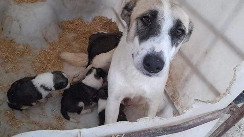 DAMASCUS, A HOPELESS LAND FOR STRAY DOGS. GIVE A CHANCE OF SURVIVAL