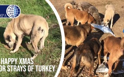 A CONTROVERSIAL CHRISTMAS DAY FOR STRAYS IN TURKEY, WHILE THE PRESIDENT ORDERED TO REMOVE DOGS FROM STREETS, OUR VOLUNTEERS SPENT THE ENTIRE DAY FEEDING THEM