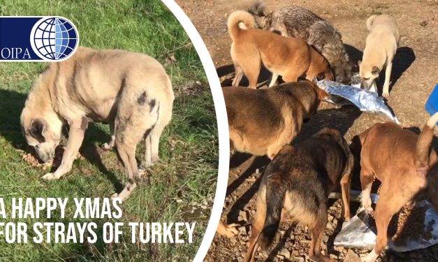 A CONTROVERSIAL CHRISTMAS DAY FOR STRAYS IN TURKEY, WHILE THE PRESIDENT ORDERED TO REMOVE DOGS FROM STREETS, OUR VOLUNTEERS SPENT THE ENTIRE DAY FEEDING THEM
