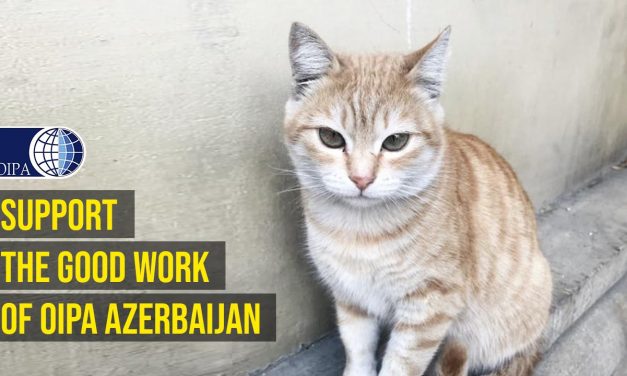 EMERGENCY STRAY CATS! OIPA AZERBAIJAN HELPS WITH STERILIZATIONS BUT ADDITIONAL SUPPORT IS NECESSARY