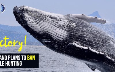 ICELAND ANNOUNCES THE PLAN TO END WHALE HUNTING IN 2024