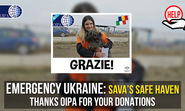 UKRAINE, DONATIONS FOR UKRAINIAN ANIMALS ARRIVED IN ROMANIA TO SAVA’S SAFE HAVEN