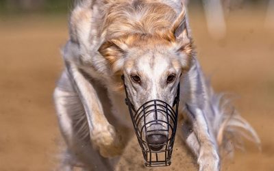 ANOTHER VICTORY FOR ANIMALS! GREYHOUND RACING IN OREGON IS OVER