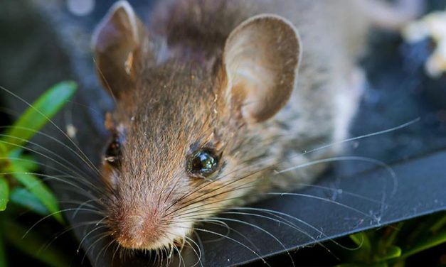 GOOD NEWS! THE USE OF GLUE TRAPS ARE SET TO BE BANNED IN ENGLAND