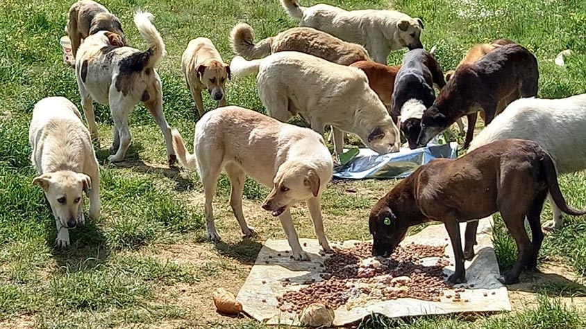 NEW LITTERS, ABANDONED PETS AND DOGS IN NEED OF VET CARE. OIPA TURKEY ASKS YOUR SUPPORT TO HELP STRAY ANIMALS IN KURTKOY