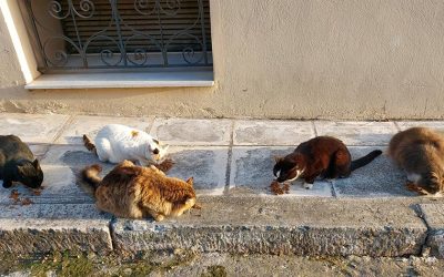 NINE LIVES GREECE KEEPS HELPING STRAY CATS IN ATHENS, BUT WITHOUT YOUR SUPPORT THEY CAN’T CONTINUE TO ASSIST ANIMALS
