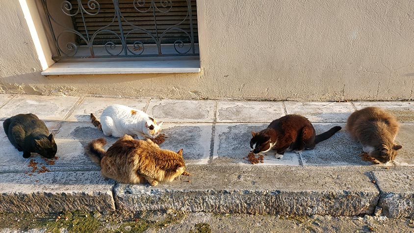 NINE LIVES GREECE KEEPS HELPING STRAY CATS IN ATHENS, BUT WITHOUT YOUR SUPPORT THEY CAN’T CONTINUE TO ASSIST ANIMALS