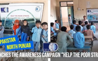 OIPA PAKISTAN – NORTH PUNJAB LAUNCHES THE AWARENESS CAMPAIGN “HOW TO HELP STRAYS” ADDRESSED TO CHILDREN OF PRIMARY AND ELEMENTARY SCHOOL