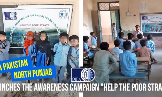 OIPA PAKISTAN – NORTH PUNJAB LAUNCHES THE AWARENESS CAMPAIGN “HOW TO HELP STRAYS” ADDRESSED TO CHILDREN OF PRIMARY AND ELEMENTARY SCHOOL