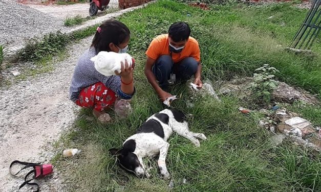SUPPORT THE NEW INITIATIVE OF VOICE OF ANIMAL NEPAL TO SAVE INJURED AND WOUNDED SENIOR DOGS ON THE ROAD