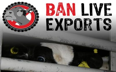 THE HELLISH JOURNEYS OF FARMED ANIMALS – BAN LIVE EXPORTS: INTERNATIONAL AWARENESS DAY