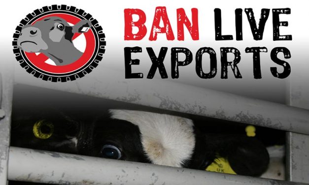THE HELLISH JOURNEYS OF FARMED ANIMALS – BAN LIVE EXPORTS: INTERNATIONAL AWARENESS DAY