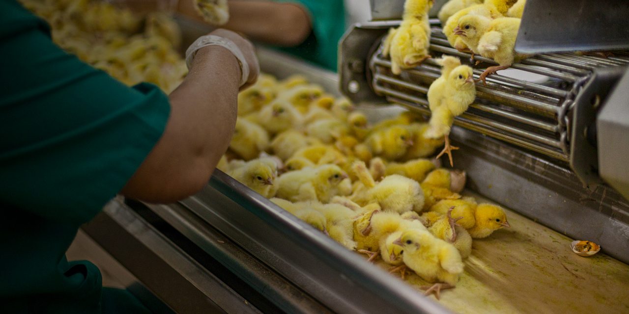 STOP THE CRUEL CULLING OF CHICKS AND DUCKLINGS IN EUROPE