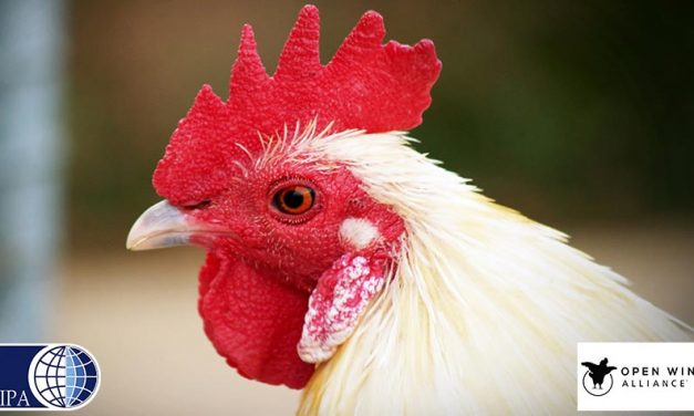 OIPA CAMEROON BECOMES MEMBER OF THE OPEN WING ALLIANCE TO END ABUSE ON CHICKENS WORLDWIDE