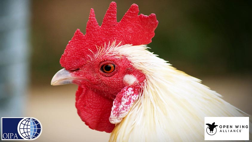 OIPA CAMEROON BECOMES MEMBER OF THE OPEN WING ALLIANCE TO END ABUSE ON CHICKENS WORLDWIDE