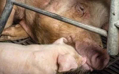 NEW INVESTIGATION REVEALS CRUELTY IN SOW FARMS — TAKE ACTION AND URGE EU Ministers TO END THE CAGE AGE FOR FARMED ANIMALS