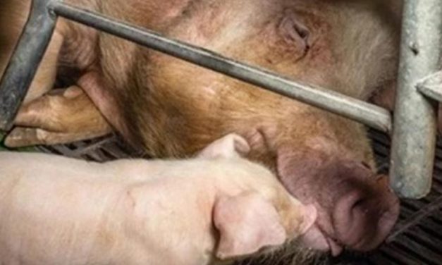 NEW INVESTIGATION REVEALS CRUELTY IN SOW FARMS — TAKE ACTION AND URGE EU Ministers TO END THE CAGE AGE FOR FARMED ANIMALS
