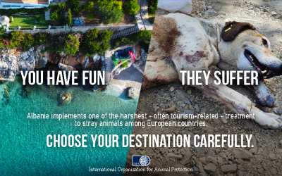 “YOU HAVE FUN, THEY SUFFER. CHOOSE YOUR DESTINATION CAREFULLY”: THINK ABOUT ANIMAL WELFARE NEXT TIME (ALBANIA)