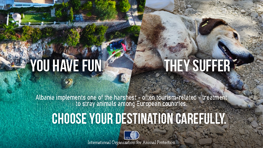 YOU HAVE FUN, THEY SUFFER. CHOOSE YOUR DESTINATION CAREFULLY”: THINK ABOUT ANIMAL  WELFARE NEXT TIME (ALBANIA) | OIPA