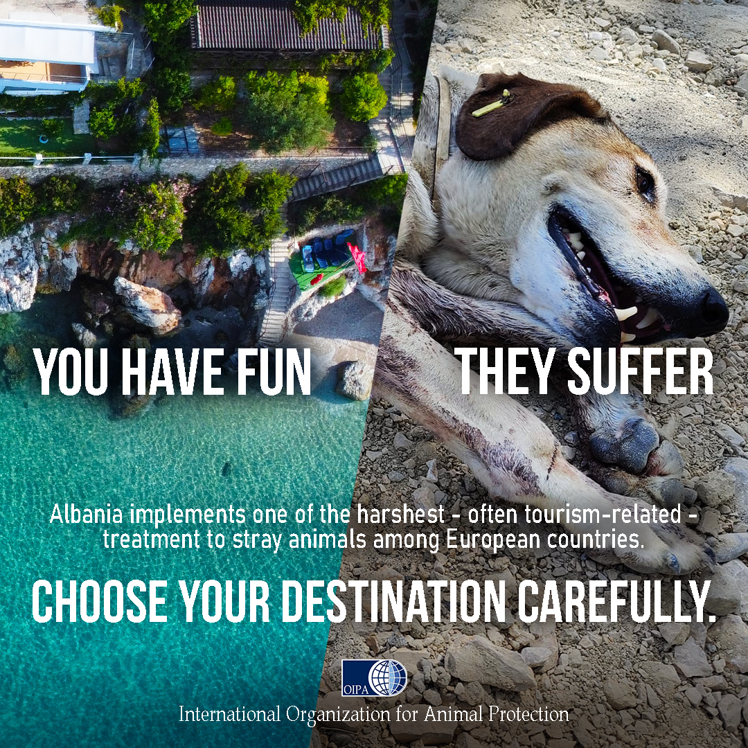 YOU HAVE FUN, THEY SUFFER. CHOOSE YOUR DESTINATION CAREFULLY”: THINK ABOUT  ANIMAL WELFARE NEXT TIME (ALBANIA) | OIPA