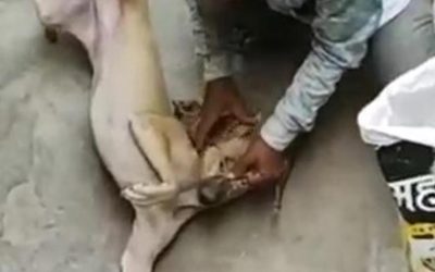 LEGAL ACTION FOR PREVENTION OF CRUELTY TO STRAY DOG BY OIPA AND WORLD RAJASTHAN