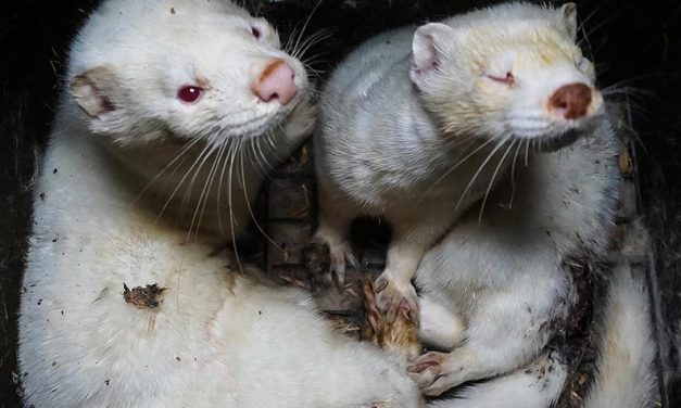 AN INVESTIGATION REVEALS HORRIFIC CONDITIONS ON MINK FARM IN BULGARIA