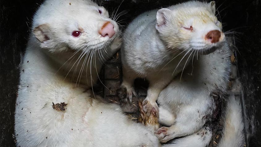 AN INVESTIGATION REVEALS HORRIFIC CONDITIONS ON MINK FARM IN BULGARIA